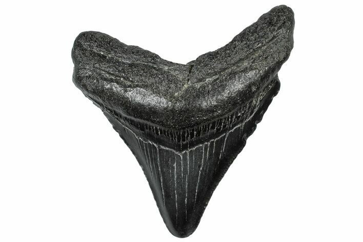 Serrated, Fossil Megalodon Tooth - South Carolina #297495